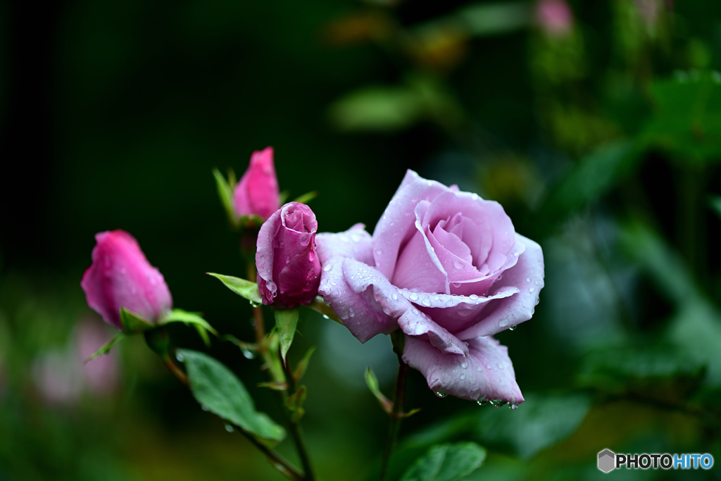 雨に潤う薔薇姉妹