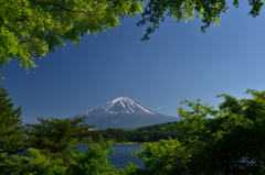 もみじの新緑と富士