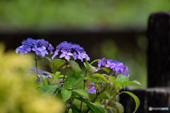 何気に癒される紫陽花