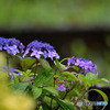 何気に癒される紫陽花