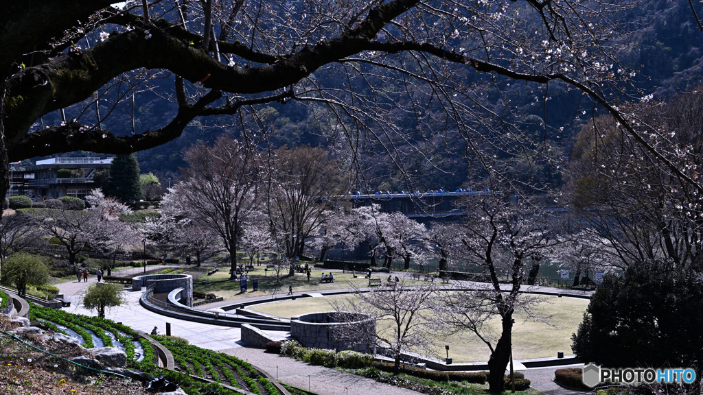 桜に包まれる水の苑地