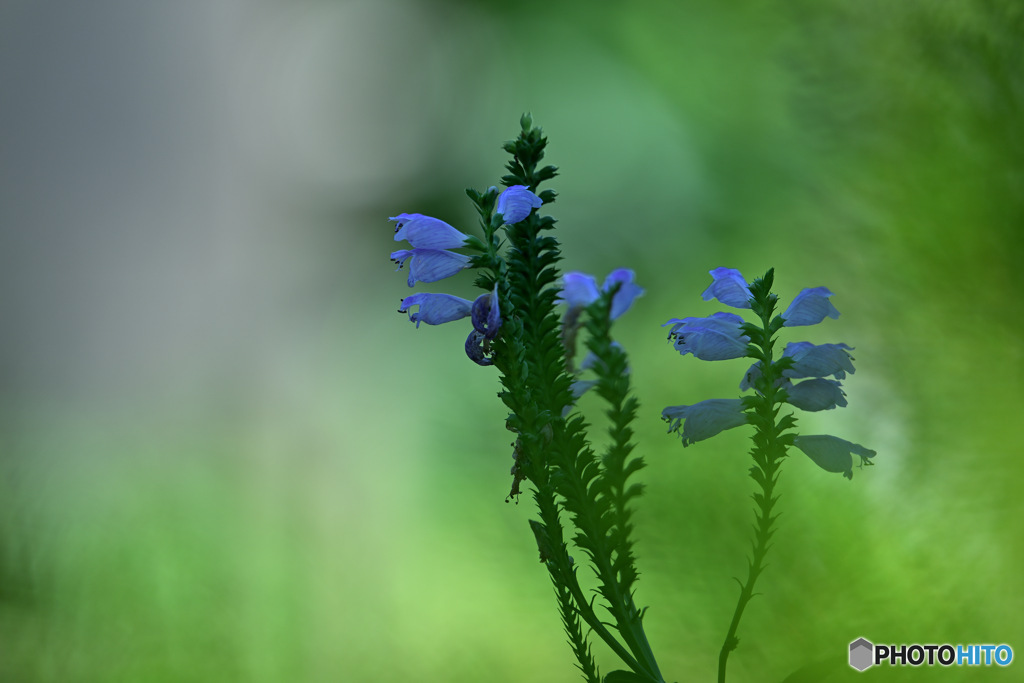 漂う緑雲にケシの花