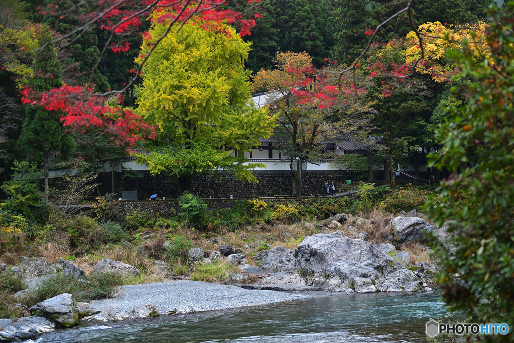 玉堂美術館前の大銀杏