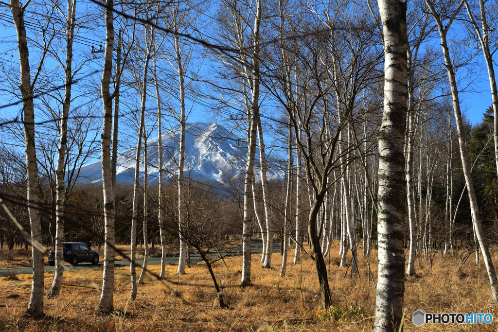 白樺越しの富士山