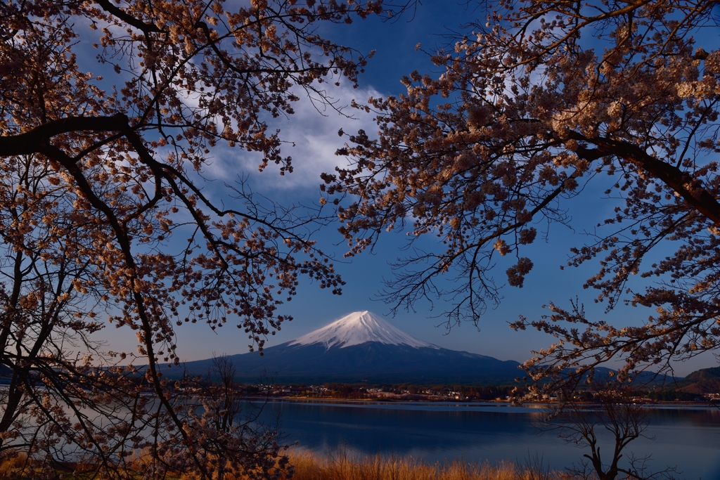 桜にも朝の光