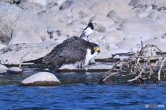 隼の水浴は護衛付き