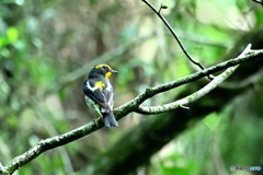 夏枯れ野鳥にキビと出会う