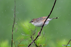 雨に飛びます！