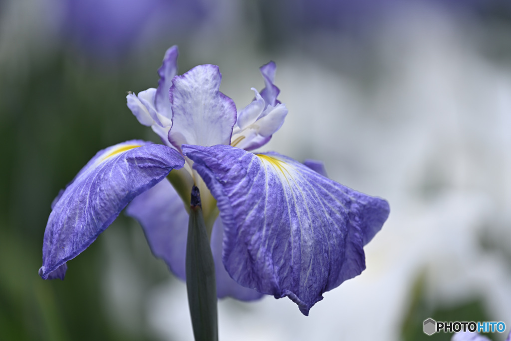 花菖蒲と雲海。。