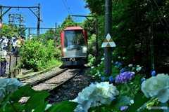 箱根あじさい電車Ⅲ