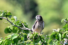 チョウゲンボウの幼鳥