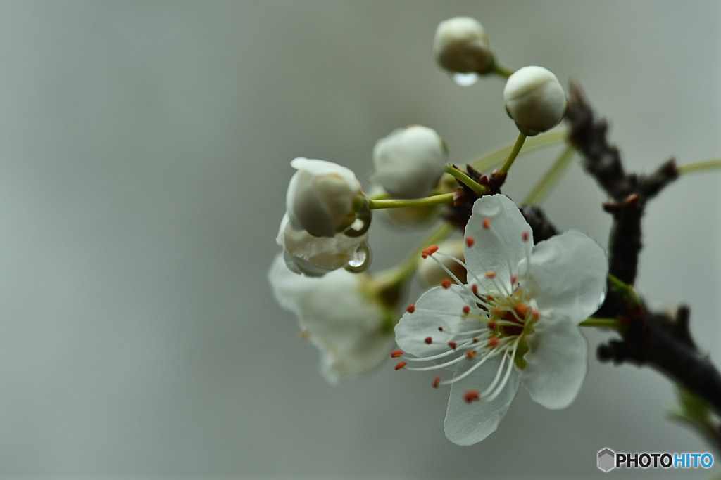 白桜への潤水添え