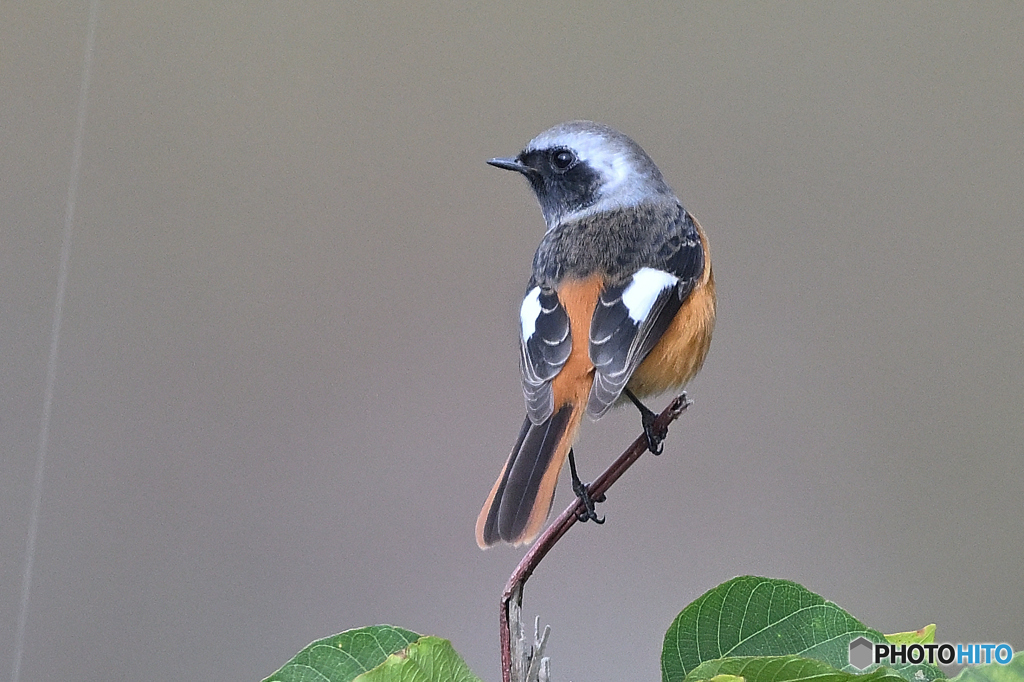 博物館の剥製の如きジョウビタキ