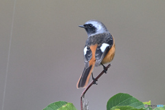 博物館の剥製の如きジョウビタキ