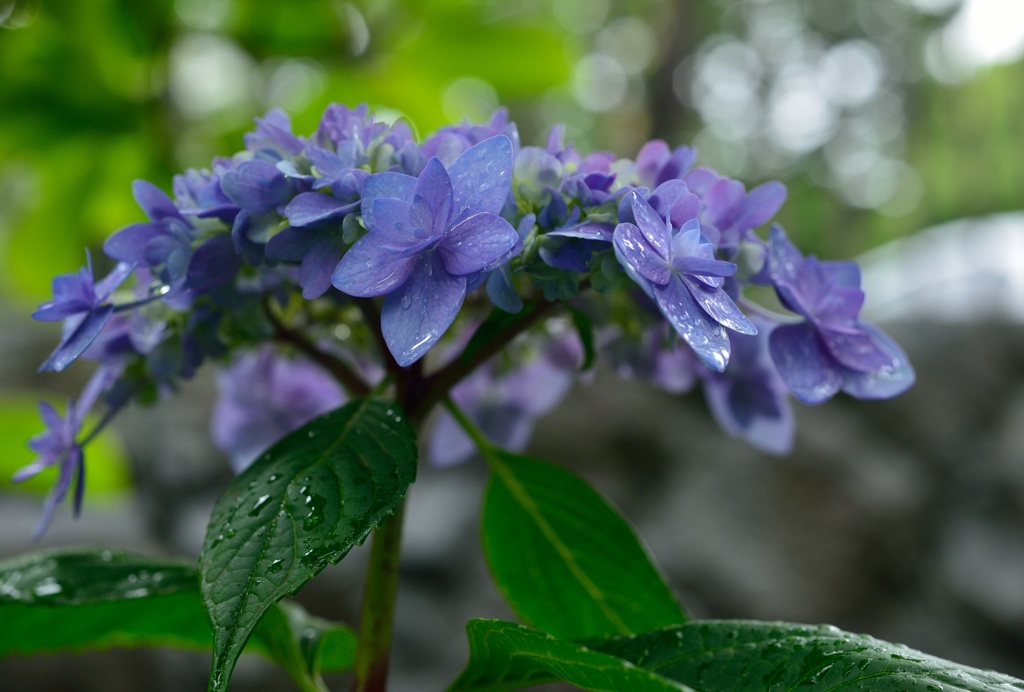～水を得た紫陽花（1）～