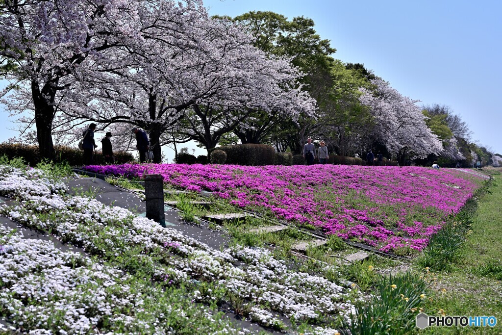 河川敷を彩る桜