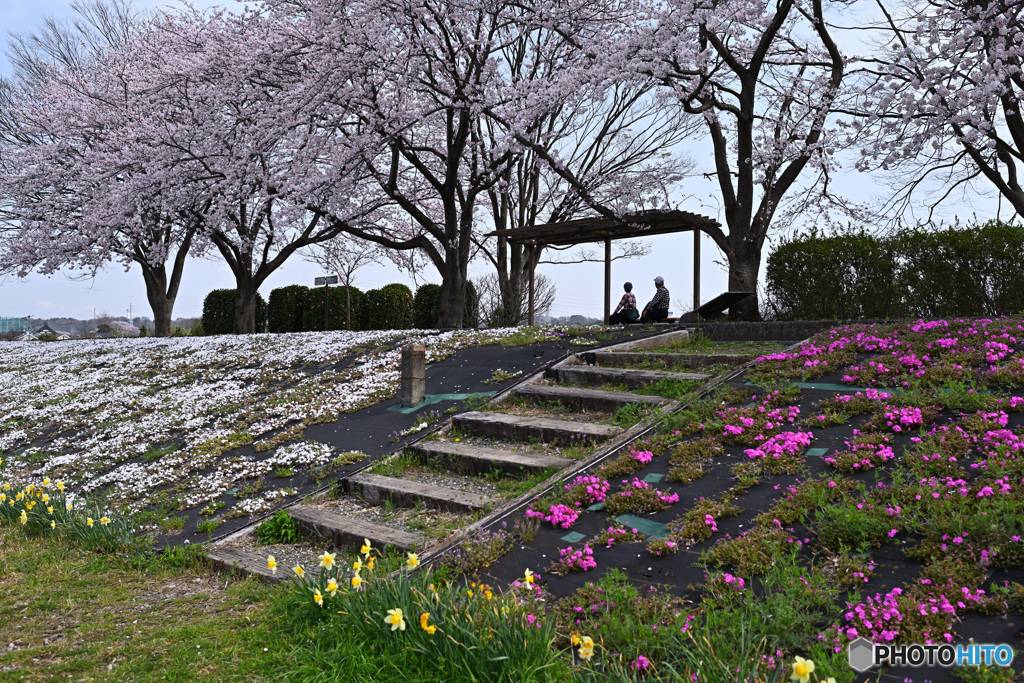 春燦々の河川敷