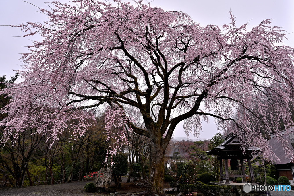 雨にも満開の枝垂れ桜