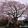 雨にも満開の枝垂れ桜