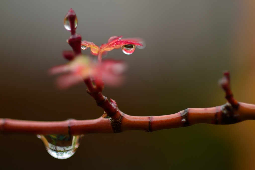 ”もみじの新芽に水滴”