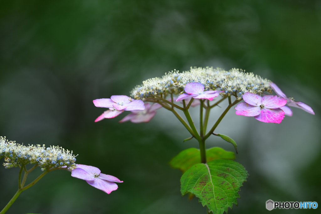 レディの名を持つ花