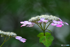 レディの名を持つ花