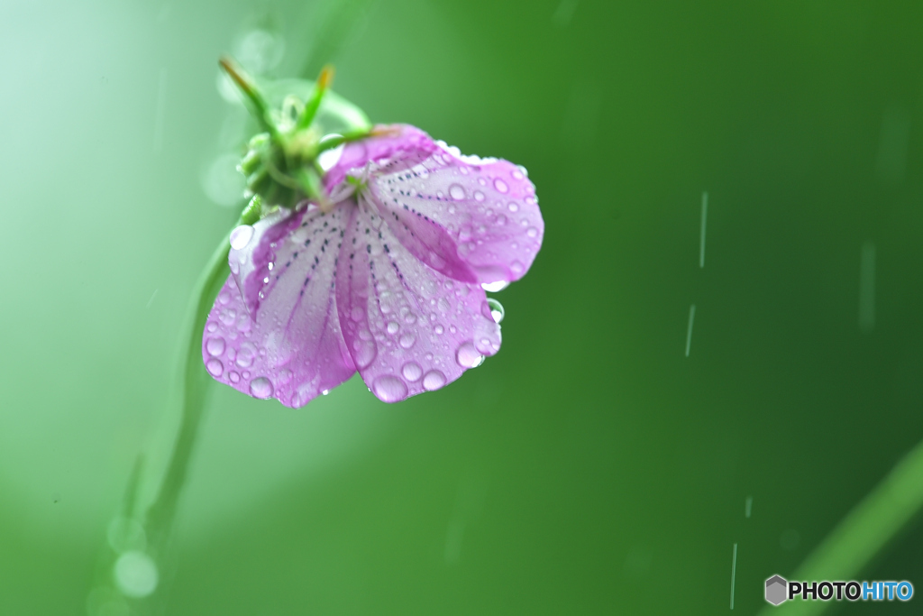 雨雨ふれふれ。。