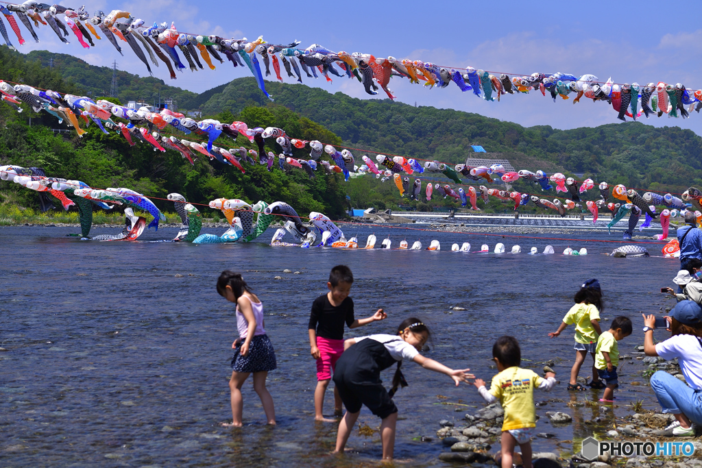 鯉も水遊び