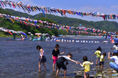 鯉も水遊び