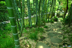 日本庭園への竹林路
