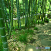 日本庭園への竹林路