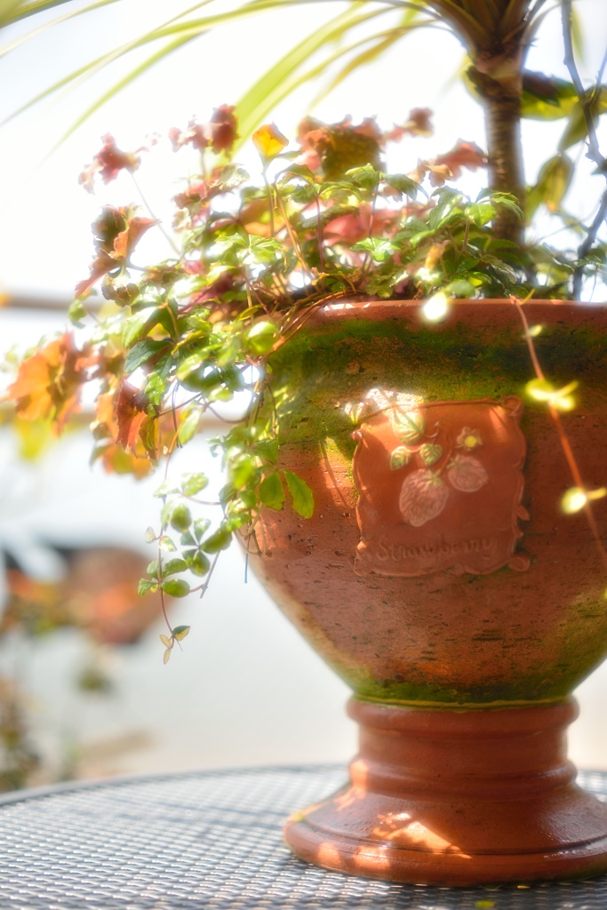 ”テラコッタ鉢”