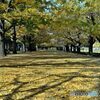 敷き詰められ銀杏の絨毯