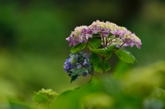 ”初々しい紫陽花”