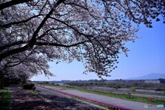 河川敷の春