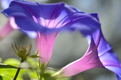 ”日本のいやし花”