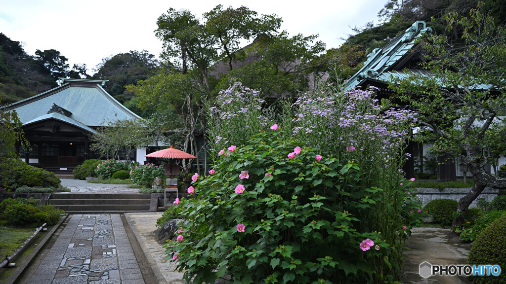 芙蓉が咲いていた海蔵寺