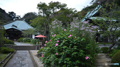 芙蓉が咲いていた海蔵寺