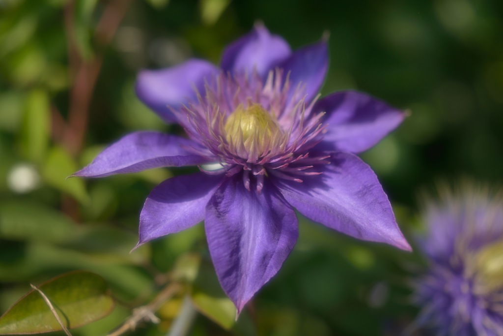 ”陽を浴びたクレマチス”