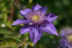 ”陽を浴びたクレマチス”