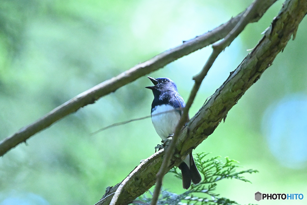 森に響き渡る鳴き声