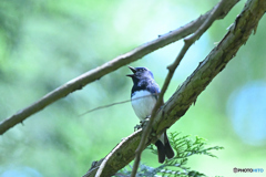 森に響き渡る鳴き声