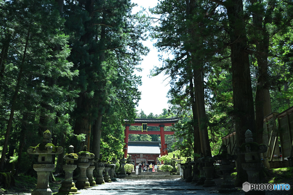 参道の杉並木と大鳥居