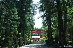 参道の杉並木と大鳥居