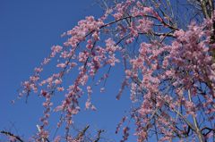 ~枝垂れ桜~