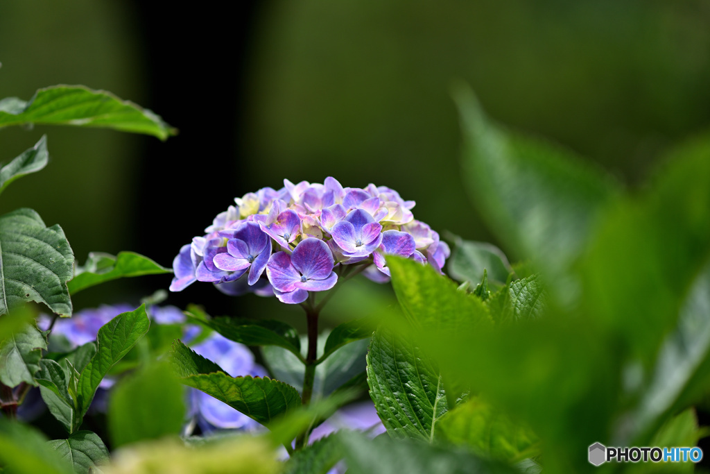 それぞれ異なる虹化粧