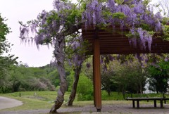 ”春を謳歌する藤の花”