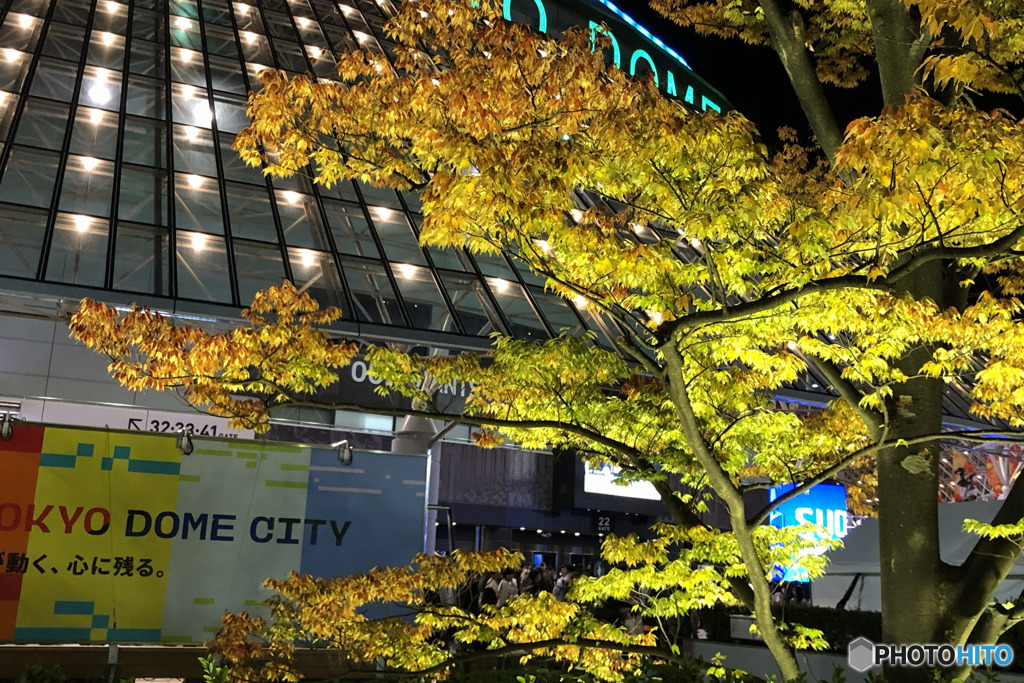 東京ドームも紅葉始まる