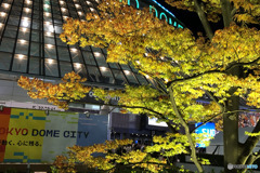東京ドームも紅葉始まる