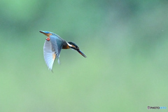 ホバ後捕獲へまっしぐら ホバ後捕獲へまっしぐら